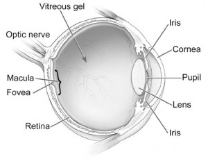 Epiretinal Membrane