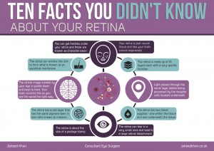 retina facts